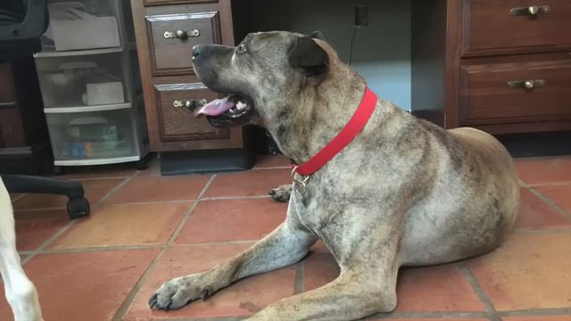 Karen's Funny Farm Aug 2015 смотреть онлайн