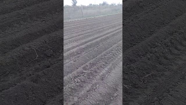 Самодельный каток для прикатывания гребней на посадке картофеля. смотреть онлайн