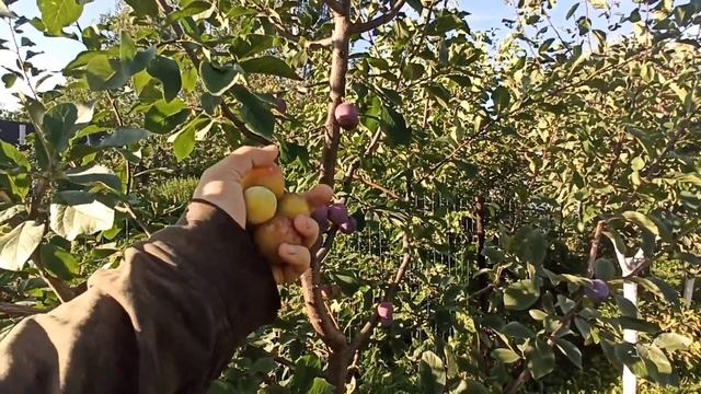 Шарафуга (гибрид) и алыча Подарок Санкт-Петербургу. Средне- спелые сорта в моем саду.