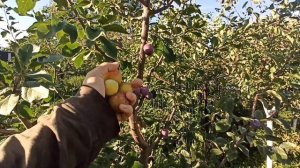 Шарафуга (гибрид) и алыча Подарок Санкт-Петербургу. Средне- спелые сорта в моем саду.