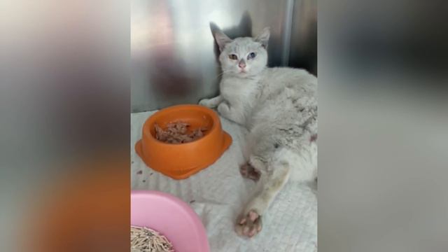 This cat, with a fractured spine, was moaning in pain by the roadside, hoping for rescue смотреть онлайн