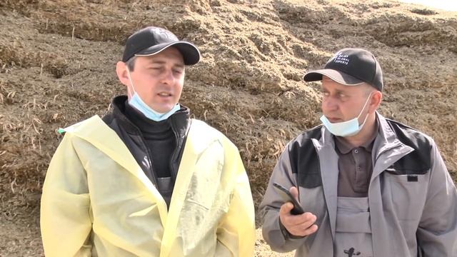 Качество заготовка кормов силоса и сенажа смотреть онлайн