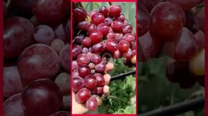 виноград 'Художник'(гф.Калугина)