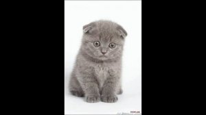 Уход за британской вислоухой кошкой.  Всё о милой британке