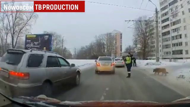 Самый лучший гаишник из Челябинска помог хромой собаке перейти дорогу Браво и поклон человеку смотреть онлайн