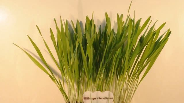 Milonga (Owies / Oat / Avena)