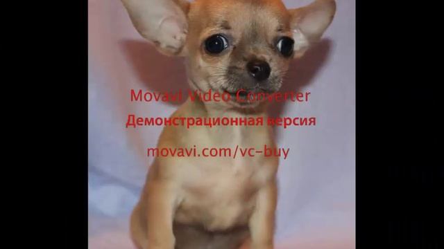 чихуахуа гладкошерстный слайд шоу смотреть онлайн