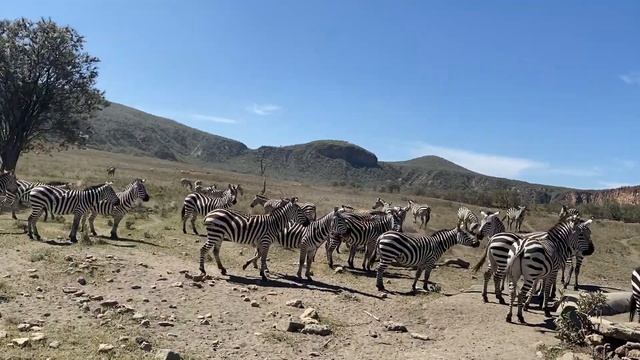 Зебры,пумбы и жирафы экстремально близко вокруг меня.Парк 'Ворота в Ад'.Африка.Кения.Январь2022 смотреть онлайн