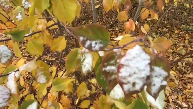 Октябрь 2022 Хромтау .Осень.Первый снежок.❄️🍂❄️🍂 смотреть онлайн