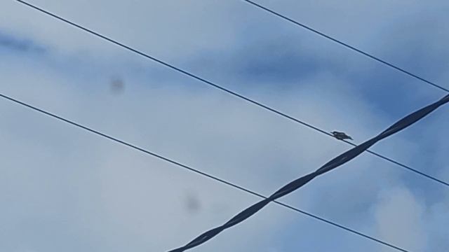 Утром прилетали невероятно красивые, курлыкающие птички. Кто-нибудь знает как они называются? смотреть онлайн