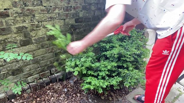 Gardening In The Front Garden
