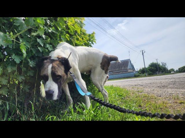 Мы в Новопавловске с Нукером смотреть онлайн