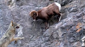 Этого барана даже Волки не могут достать! ТОЛСТОРОГ - Горный Король, сражающийся на отвесных скалах!