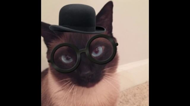 Почему коты & кошки едят траву ? ^.^ смотреть онлайн