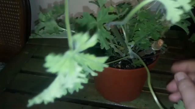 Пеларгония душистая Pelargonium graveolens смотреть онлайн