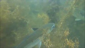 Подводные съемки морской рыбалки  Охота на Пеленгаса