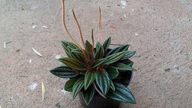 Peperomia Caperata(Peperomia Rosso) Plant Care And Propagation #Peperomia - See The Description