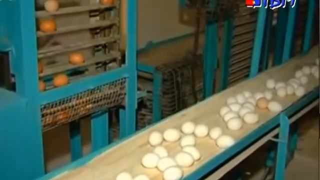 Всемирный день яйца смотреть онлайн