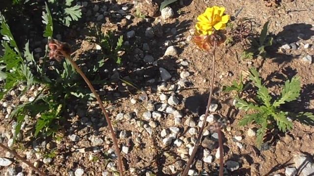 VINAGRETA PLENIFLORA: Oxalis pes-caprae "Pleniflora" (www.riomoros.com) смотреть онлайн