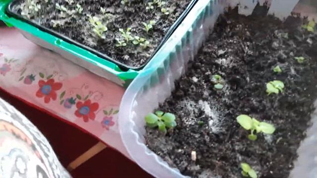 продолжение..сеем бархатцы....... смотреть онлайн