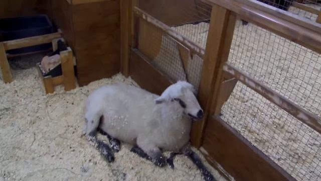 Лошадки, козлики, овечки в контактном зоопарке. смотреть онлайн