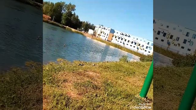 ШОК!!! Что делает манок на утку. Видео охота на уток. Маним уток. смотреть онлайн