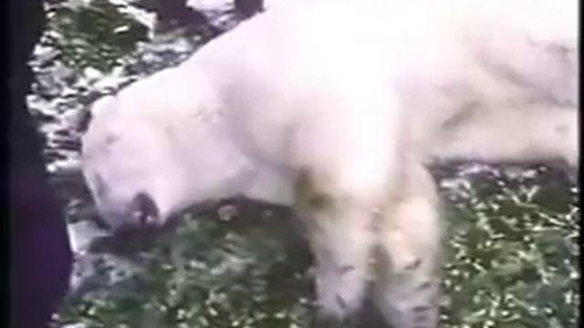 Polar Bear Not Getting Traumatized смотреть онлайн