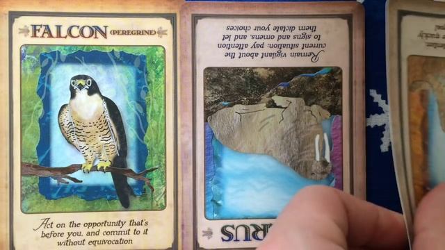 Oracle Card Reading 12 August 2015 | Psychic Oracle Cards смотреть онлайн