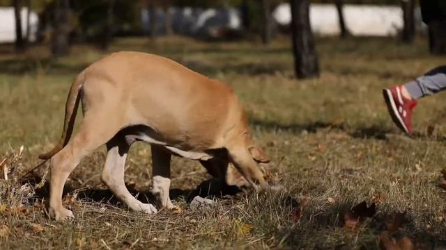 Fila Brasileiro puppies / фила бразилейро щенки смотреть онлайн