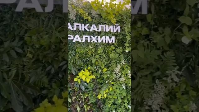 Фитостена из живых растений смотреть онлайн