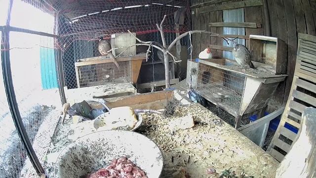 Птицеводство. Содержание птицы. Кормление и разведение домашней птицы смотреть онлайн