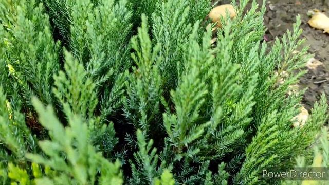 Ялівець горизонтальний Blue Forest / Можжевельник Блю Форест смотреть онлайн