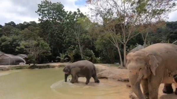 Санаторий для слоников, Green Elephant Sanctuary, Пхукет, ч.2