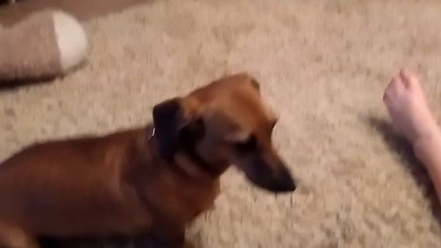 Собака такса поёт зевает и скулит смотреть онлайн