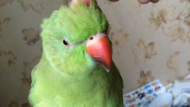 Ожереловый попугай Дюша смотреть онлайн