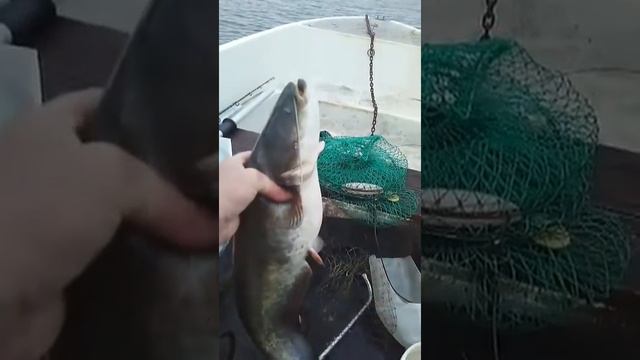 Ловля сома на квок ,начало рыбалки смотреть онлайн