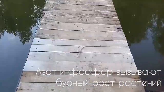 Почему происходит эвтрофикация водоемов? смотреть онлайн