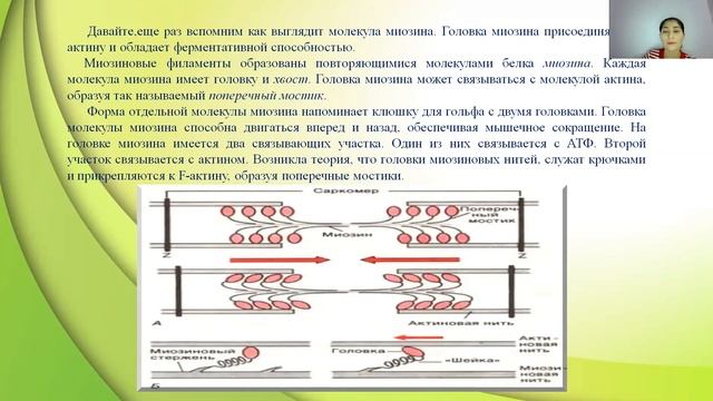 4 четверть, 10 класс, Биология, Механизм сокращения мышечного волокна Т система мышечного волокна смотреть онлайн