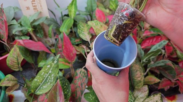 Полив или перелив аглаонем!!!#аглаонема #aglaonema # растения #растения почтой # полив #перелив смотреть онлайн
