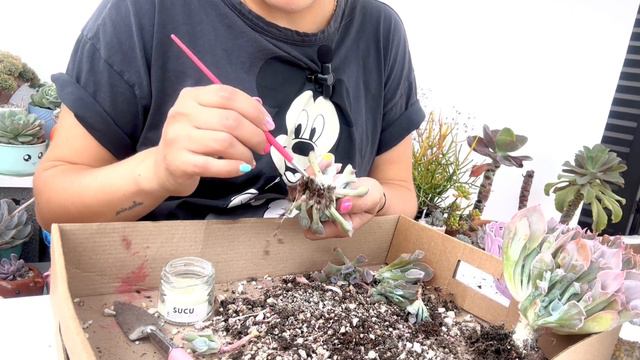 Desahijo mi suculenta Pinky Trumpet. смотреть онлайн