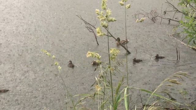 Утята на пруду день пятый. Ливень во время кормления. смотреть онлайн