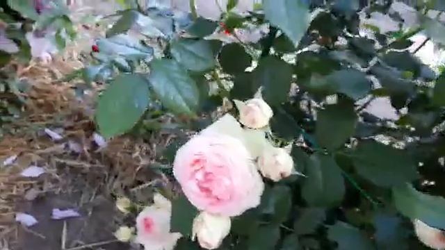 Роза Пьер де Ронсар))) 30.06.2020 г. Татарстан смотреть онлайн