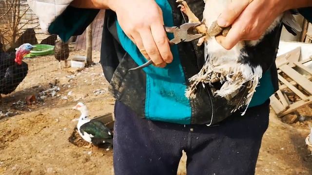 Проблема с лапами у кур и уток, чем и как им помочь смотреть онлайн