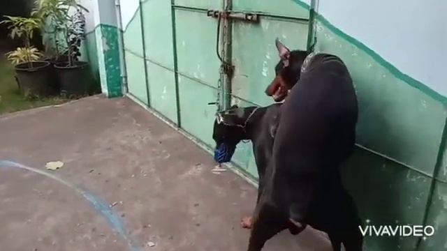 How to assist your Doberman in mating. смотреть онлайн