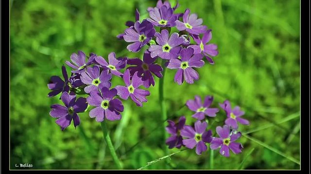 Sidney Bechet " Petite fleur" version longue смотреть онлайн