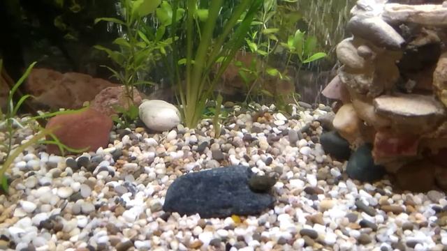 Аквариум 70л месяц после запуска: Сомик Анциструс (Присоска) и Данио смотреть онлайн