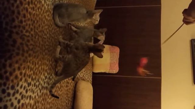 Savannah cats in slow motion. Part 2. / Кошка Саванна в замедленной съемке, часть 2. смотреть онлайн