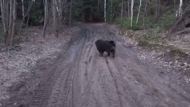 Вечерняя прогулка Тибетский Мастиф 17.04.2021г.