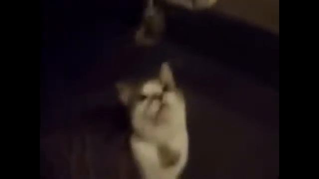 My Edited Video Подборка видео приколов летающие кошки!!!!!!! смотреть онлайн