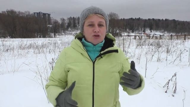 Как отучить собаку тянуть поводок смотреть онлайн